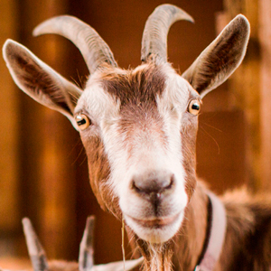 Premezcla para cabras en producción de leche