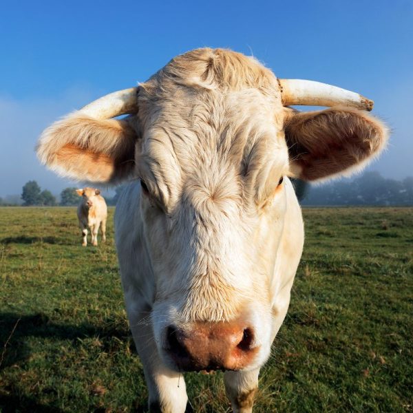 premezcla con enfoque a mejorar la carne