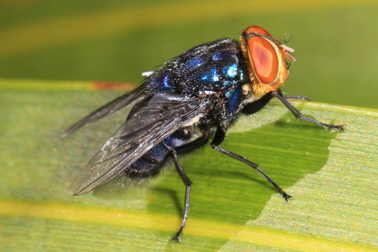 Mosca esteril de gusano barrenador