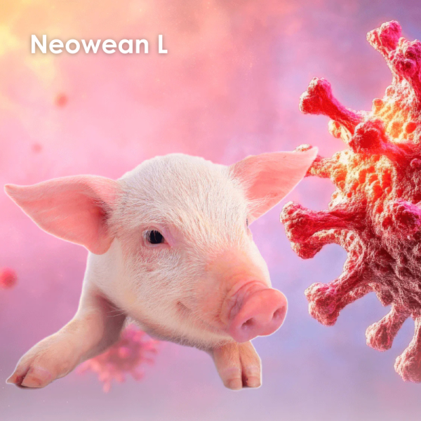 Linea especializada en lechones para aumentar la inmunidad